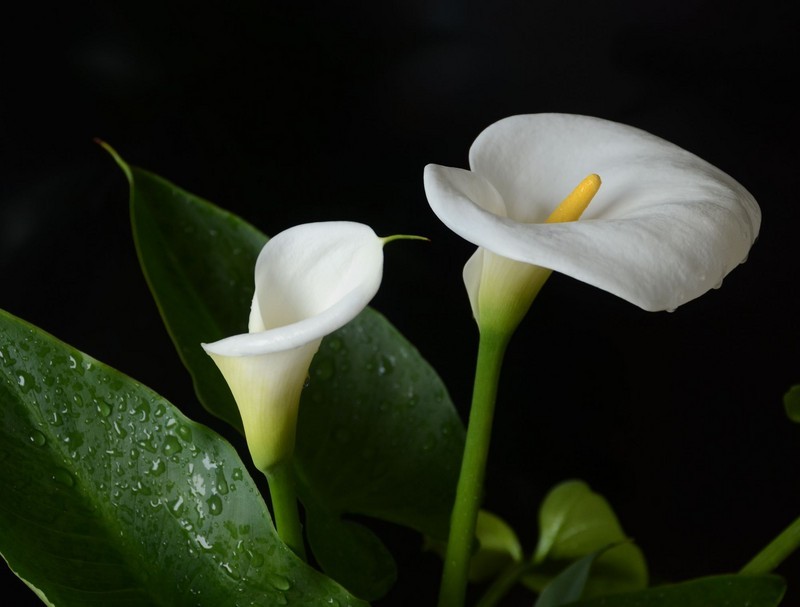 白色马蹄莲的花语是什么？